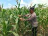 Polres Tuban Dukung Astacita Prabowo, Petugas Polmas Polsek Kenduruan Cek Langsung Tanaman Jagung Petani Desa Sidomukti