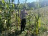 POLRI HADIR DUKUNG KETAHANAN PANGAN, POLSEK BANGILAN MONITORING TANAMAN JAGUNG MILIK WARGA