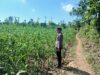 Polsek Tambakboyo Polres Tuban Turun Cek Tanaman jagung Warga di Desa Mander