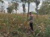 Polsek Montong Polres Tuban Turun Cek Tanaman jagung Warga di Desa Jetak