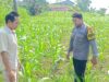 Polsek Grabagan polres Tuban Polda Jawa Timur Dukung Penuh Swasembada Pangan Presiden Prabowo Melalui Pendampingan Petani