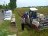 Bhabinkamtibmas Polsek Tuban Monitoring Panen Padi, Dukung Ketahanan Pangan Nasional