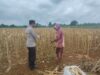 Polsek Plumpang Polres Tuban Turun Langsung Cek Tanaman Jagung Warga