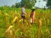 Bhabinkamtimas Desa Medalem Polsek Senori Polres Tuban Monitoring Tanaman Jagung Warga Binaan Guna Mendukung Program Ketahanan Pangan