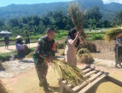 Babinsa Menggala Dampingi Petani Hadapi Panen Terdampak Cuaca