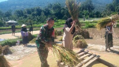 Babinsa Menggala Dampingi Petani Hadapi Panen Terdampak Cuaca