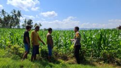 BHABINKAMTIBMAS POLSEK KEMPO DAMPINGI PETANI PANTAU LAHAN JAGUNG, DORONG PEMANFAATAN LAHAN UNTUK TINGKATKAN KETAHANAN PANGAN