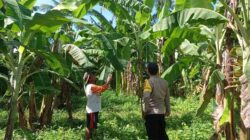 BHABINKAMTIBMAS DESA DOREBARA SAMBANGI PETANI PISANG, BERIKAN EDUKASI DAN DORONG PENINGKATAN KESEJAHTERAAN MASYARAKAT