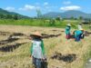 Polres Lombok Barat Kawal Penanaman Jagung di Gerung