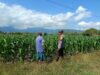 Dampingi Petani Jagung, Bhabinkamtibmas Desa Tarusa Tinjau Lahan Produktif Seluas 1 Hektar