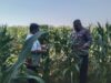 Anggota Bhabinkamtibmas Polsek Jenu Polres Tuban Turun ke Ladang, sambang lahan pertanian.