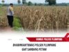 Polri Dukung Astacita, Polsek Rengel Polres Tuban Turun Cek Tanaman Jagung Warga di Desa Maibit