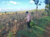 Polsek Montong Polres Tuban Turun Cek Tanaman jagung Warga di Desa Talangkembar