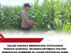 Polsek Singgahan Polres Tuban Turun Cek Tanaman jagung Warga di Desa Mulyoagun