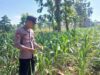 Polsek Tambakboyo Polres Tuban Turun Cek Tanaman jagung Warga di Desa Dikir
