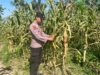 POLSEK BANGILAN DUKUNG PROGRAM KETAHANAN PANGAN MELALUI MONITORING TANAMAN JAGUNG