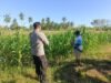 Bhabinkamtibmas Desa Lekong Ajak Warga Optimalkan Lahan dengan Tanaman Hortikultura