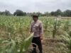 Polsek Tambakboyo Polres Tuban Turun Cek Tanaman jagung Warga di Desa Ngulahan