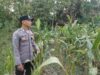 Kanit Binmas Polsek Kenduruan Polres Tuban Turun Langsung Cek Tanaman Jagung Warga, Dukung Astacita Ketahanan Pangan Nasional