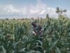 Anggota Bhabinkamtibmas Polsek Jenu Polres Tuban Turun ke Ladang, sambang lahan pertanian.