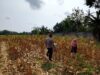 Polri Dukung Astacita, Polsek Semanding Polres Tuban Turun Cek Tanaman jagung milik Warga di Desa Ngino