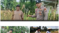 Polsek Soko polres Tuban Polda Jawa Timur Bergerak! Dukung Penuh Swasembada Pangan Presiden Prabowo Melalui Pendampingan Petani