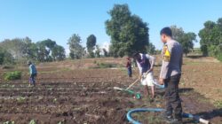 DORONG PETANI KEMBANGKAN TANAMAN TUMPANG SARI UNTUK MENINGKATKAN KETAHANAN PANGAN DAN PENDAPATAN KELUARGA
