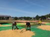Bhabinkamtibmas Desa Mbawi Bantu Petani Jemur Jagung, Wujud Nyata Dukungan Polri terhadap Program Ketahanan Pangan