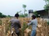 Bripda Dodi Eko, turun langsung ke sawah untuk melaksanakan panen jagung bersama warga di Desa Sumberan, Kecamatan Bancar, Kabupaten Tuban.