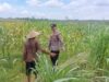 Bhabinkamtibmas Desa Leran Polsek Senori Polres Tuban Dampingi Warga, Pantau Tanaman Jagung Dukung Ketahanan Pangan Nasional ‎