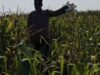 Bhabinkamtibmas Polsek Widang Monitoring Pertumbuhan Tanaman Jagung