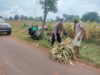 Polri Dukung Astacita, Polsek Palang Polres Tuban jagung milik Warga di Desa Tegalbang