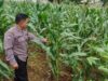 Polri Dukung Astacita, Polsek Merakurak Polres Tuban Turun Cek Tanaman Jagung Warga di Desa Tuwiri Wetan