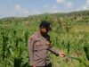 Dalam rangka mendukung Program ASTACITA, Bhabinkamtibmas Desa Pacing Polsek Parengan Polres Tuban sambang lokasi tanaman jagung di Desa Pacing Kec. Parengan