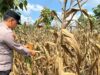 Polsek Montong Polres Tuban Turun Cek Tanaman jagung Warga di Desa Talun
