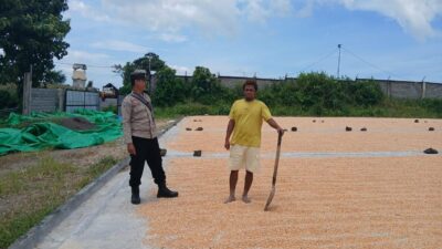 Pemantauan Penjemuran Jagung, Bhabinkamtibmas Mbuju Motivasi Petani Tingkatkan Produktivitas