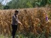 Polri Dukung Astacita, Bhabinkamtibmas Desa Pacing Polsek Parengan Polres Tuban Cek Lokasi Tanaman Jagung milik petani Di Desa Pacing Kec. Parengan