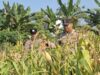 Dukung dan Sukseskan Astacita, Polsek Widang Patroli Kawasan Lahan Pertanian Jagung