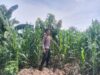 Polsek Singgahan Polres Tuban Turun Cek Tanaman jagung Warga di Desa Tingkis