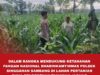 Polsek Singgahan Polres Tuban Turun Cek Tanaman jagung Warga di Desa Saringembat