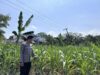 Dalam rangka Dukung Program Astacita, Bhabinkamtibmas Desa Sembung Polsek Parengan Polres Tuban sambang lokasi Tanaman Jagung di Desa Sembung Kec. Parengan Kab. Tuban