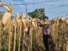 *AIPTU CUCUK SUMULYONO DAMPINGI KADES NGAMPELREJO PANEN JAGUNG, WUJUD NYATA SINERGI POLRI DAN MASYARAKAT BANCAR*