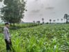 Polsek Plumpang Polres Tuban Turun Langsung Cek Tanaman Jagung Warga