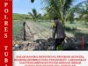 Polri Dukung Astacita, Polsek Jenu Polres Tuban jagung milik Warga di Desa Socorejo