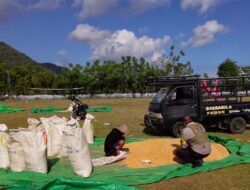 Bhabinkamtibmas Desa Sawe Pantau Hasil Panen Jagung dan Dorong Pemanfaatan Pekarangan Produktif