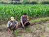 Polri Dukung Astacita, Polsek Grabagan Polres Tuban Turun Cek Tanaman jagung milik Warga di Desa Grabagan