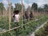 Babinsa Koramil 1606/Lingsar Kawal Ketahanan Pangan Desa, Hasil Tomat Diproyeksikan Dukung Dapur MBG dan KDKMP
