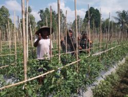 Babinsa Koramil 1606/Lingsar Kawal Ketahanan Pangan Desa, Hasil Tomat Diproyeksikan Dukung Dapur MBG dan KDKMP