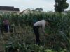 Polsek Labuapi Gerakkan Warga Tanam Jagung di Lahan Kosong