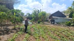 Bhabinkamtibmas Desa Bilelando Ajak Warga Manfaatkan Pekarangan untuk Dukung Ketahanan Pangan